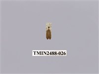 藏品(暗良苔蛾)的圖片